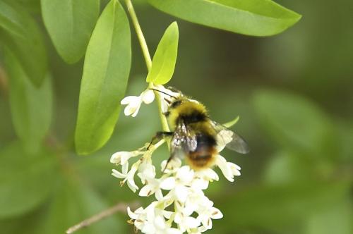 Bombus pratorum